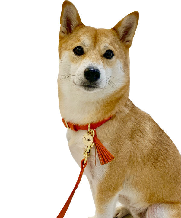 Orange leather dog collar