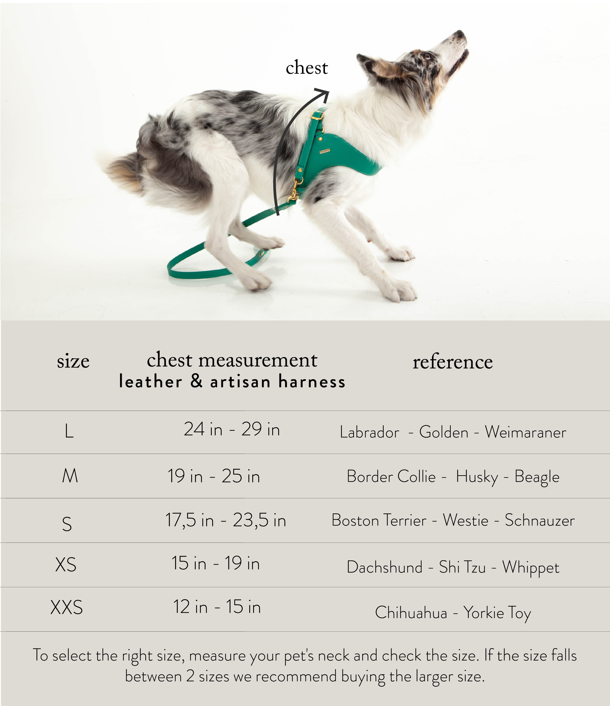 Dog harness size sales guide