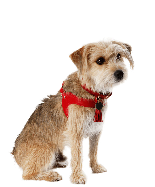Scarlet red leather dog harness