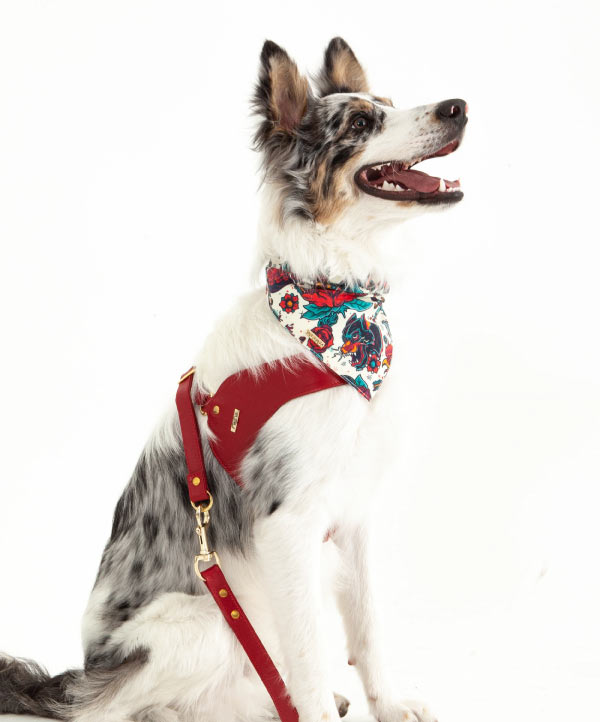 Scarlet red leather dog harness