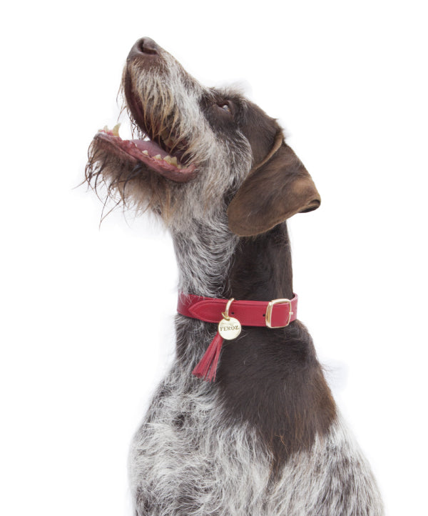 Scarlet red leather dog collar