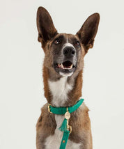 Turquoise leather dog collar