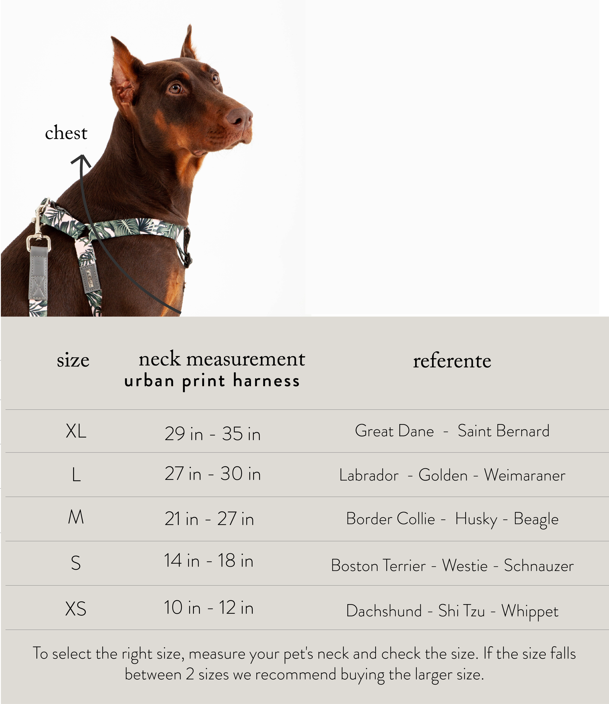 Westie harness size hot sale